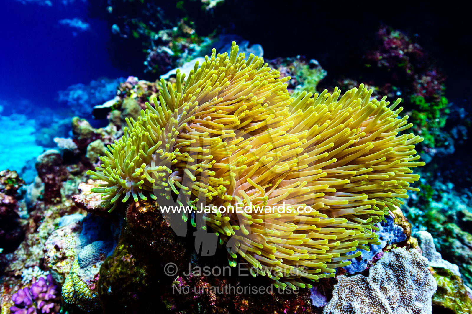 A billowing Ritteri Anemone flows in a clear tropical reef current. Kokod Point, Ringgold Atolls, Pacific Ocean, Fiji Islands.