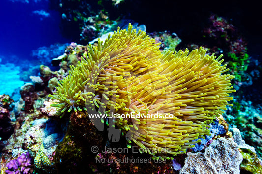 A billowing Ritteri Anemone flows in a clear tropical reef current. Kokod Point, Ringgold Atolls, Pacific Ocean, Fiji Islands.