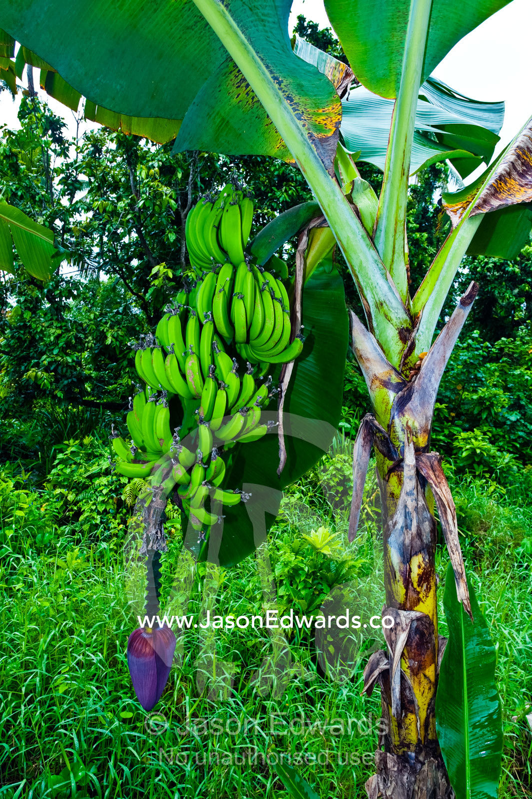 A bunch of bananas ripens on a tree above an enormous banana flower. Bouma Falls, Bouma National Heritage Park, Taveuni Island, Pacific Ocean, Fiji Islands.