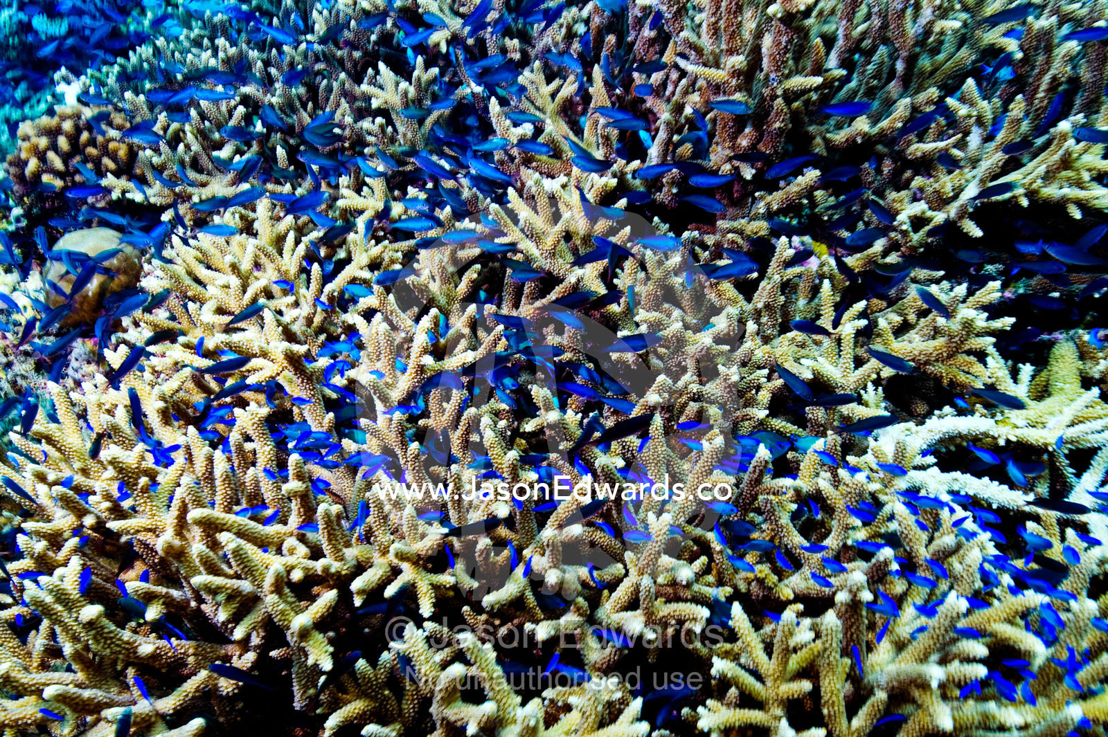 A nursery shoal of Damselfish and Chromis shelter in a staghorn coral. Cobia Island, Ringgold Atolls, Pacific Ocean, Fiji Islands.