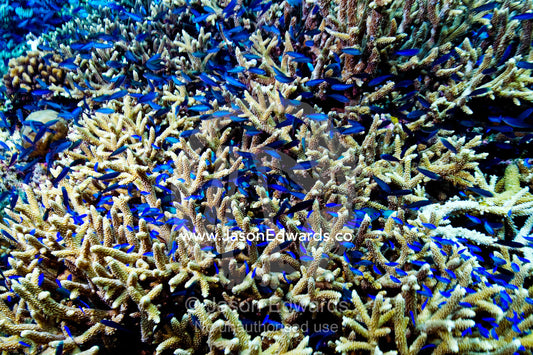 A nursery shoal of Damselfish and Chromis shelter in a staghorn coral. Cobia Island, Ringgold Atolls, Pacific Ocean, Fiji Islands.