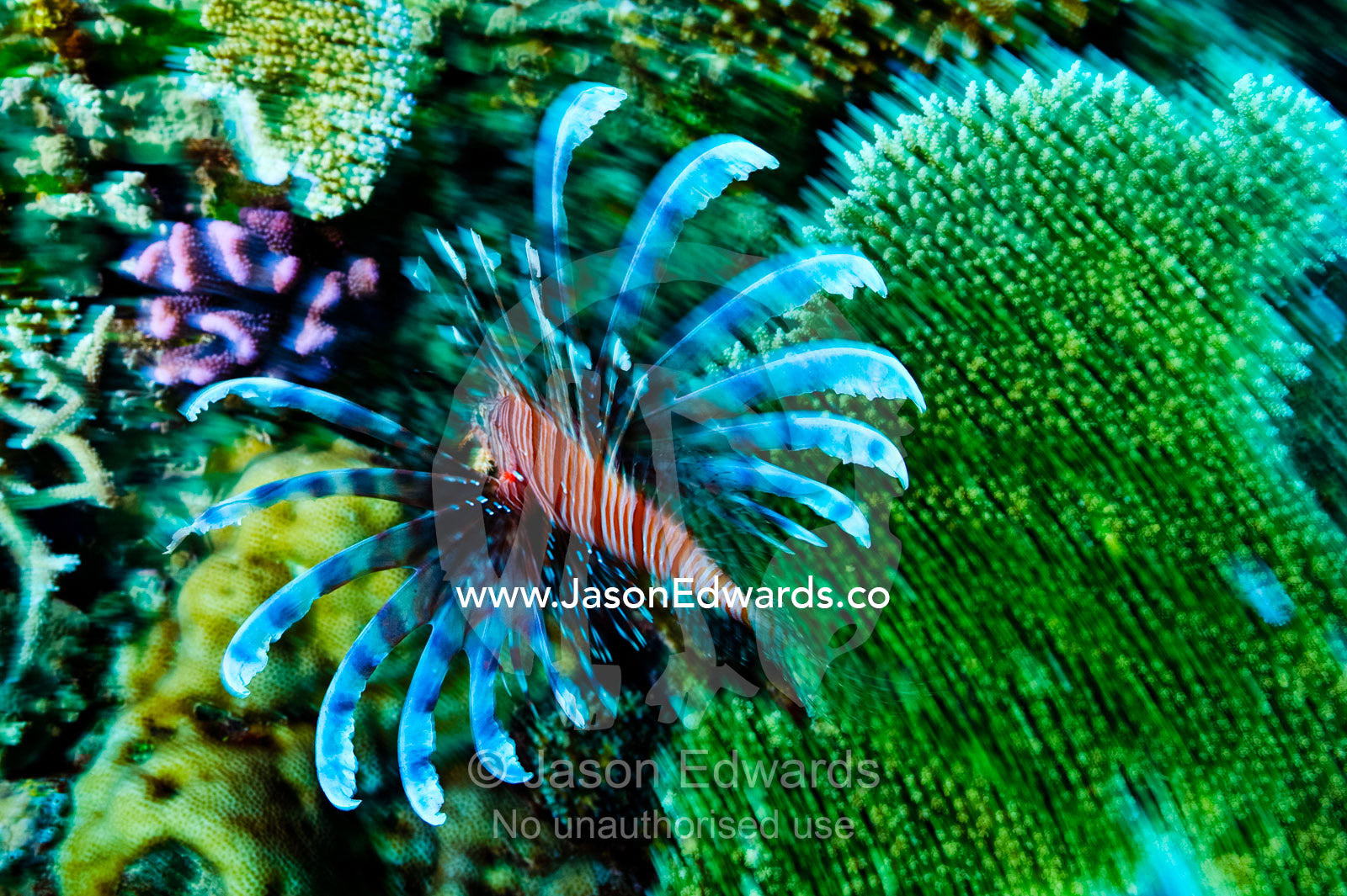 A Lionfish swims across a coral reef with it's venomous fins extended. Cobia Island, Ringgold Atolls, Pacific Ocean, Fiji Islands.