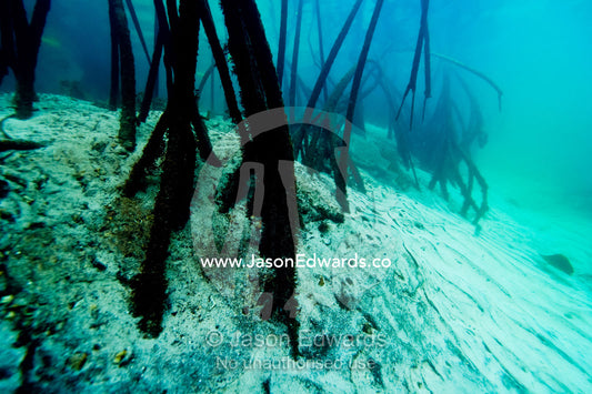 Mangrove forest tree roots sink into the sandy bottom at high tide. Qamea Island, Pacific Ocean, Fiji Islands.