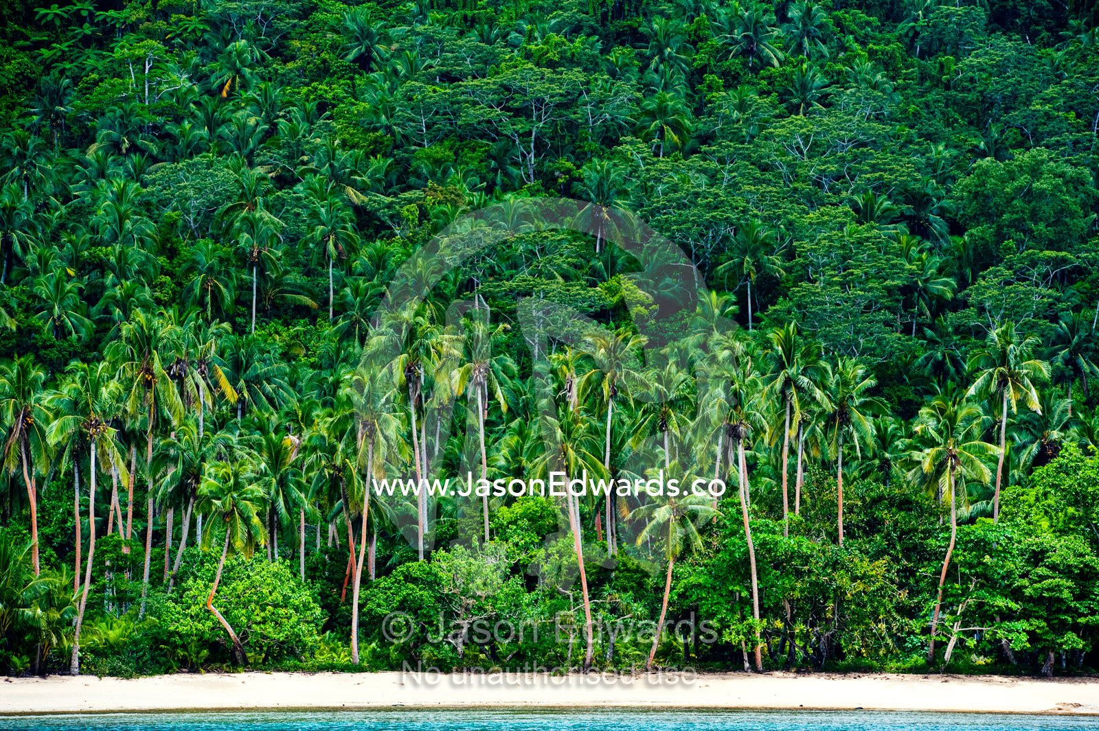 Tropical rainforest and palm trees line a beach on a deserted island. Cobia Island, Ringgold Atolls, Pacific Ocean, Fiji Islands.