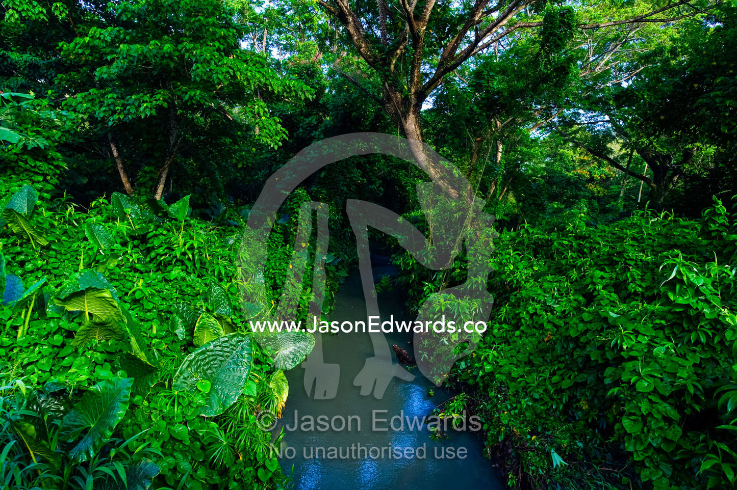 Aquatic plants and vines smother a stream watercourse near farmland. Taveuni Island, Pacific Ocean, Fiji Islands.
