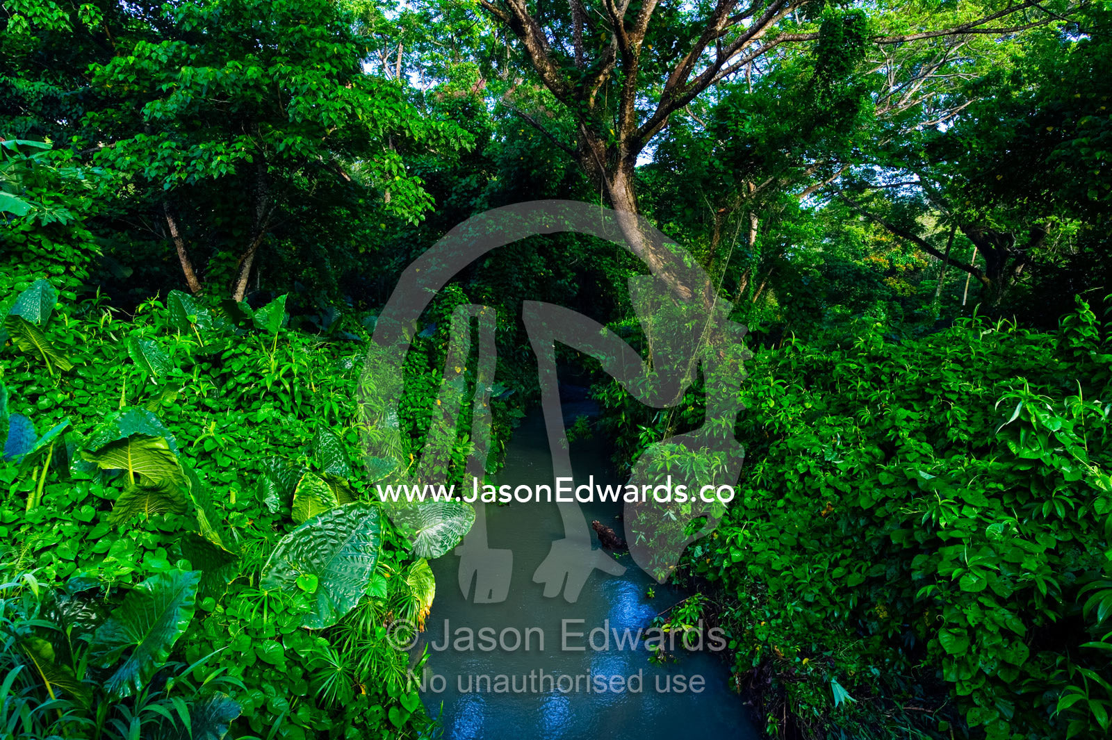 Aquatic plants and vines smother a stream watercourse near farmland. Taveuni Island, Pacific Ocean, Fiji Islands.