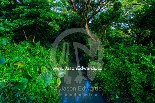 Aquatic plants and vines smother a stream watercourse near farmland. Taveuni Island, Pacific Ocean, Fiji Islands.