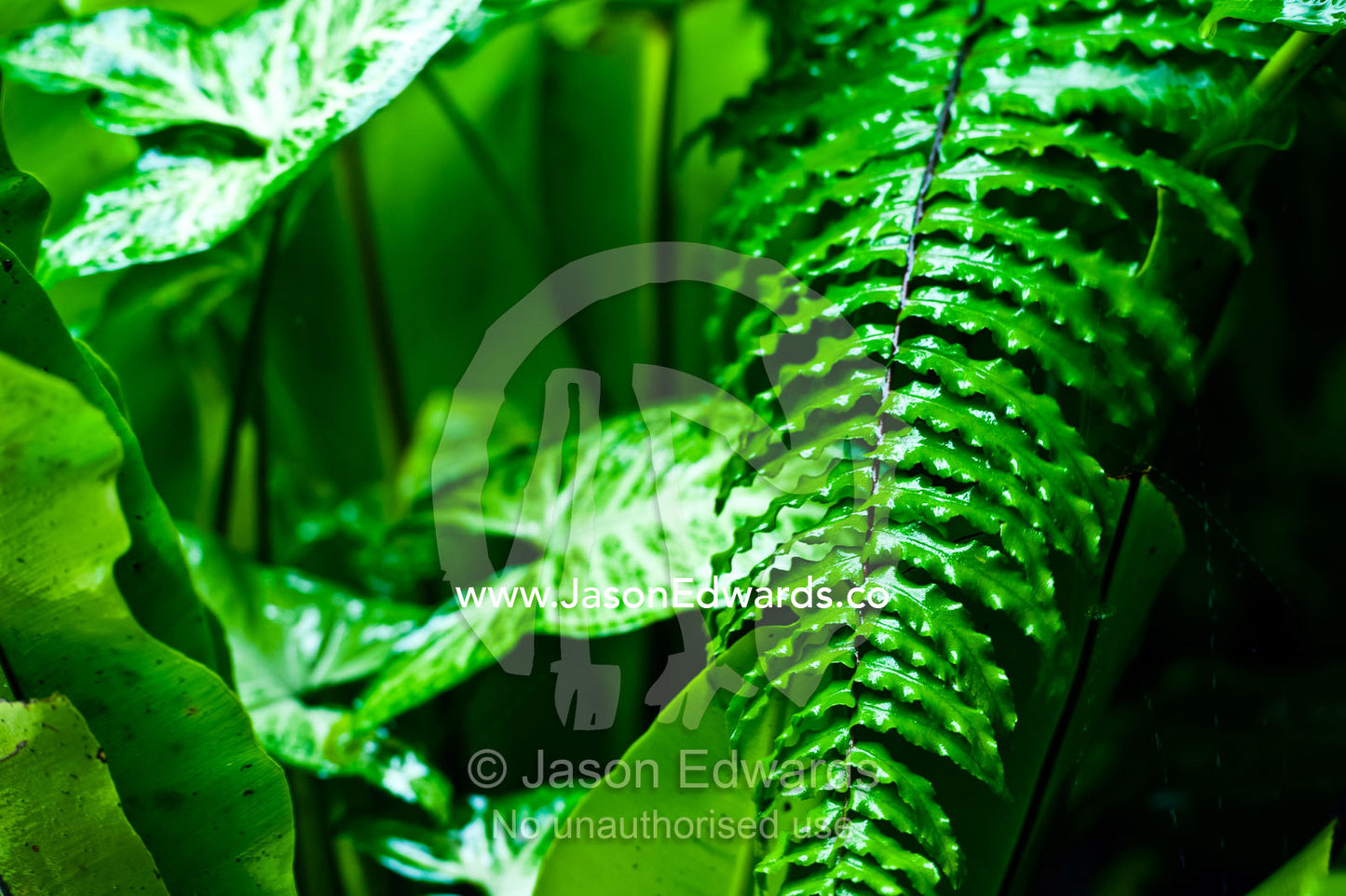 Raindrops pour from fern frond leaves during a tropical downpour. Paradise Taveuni, Taveuni Island, Pacific Ocean, Fiji Islands.
