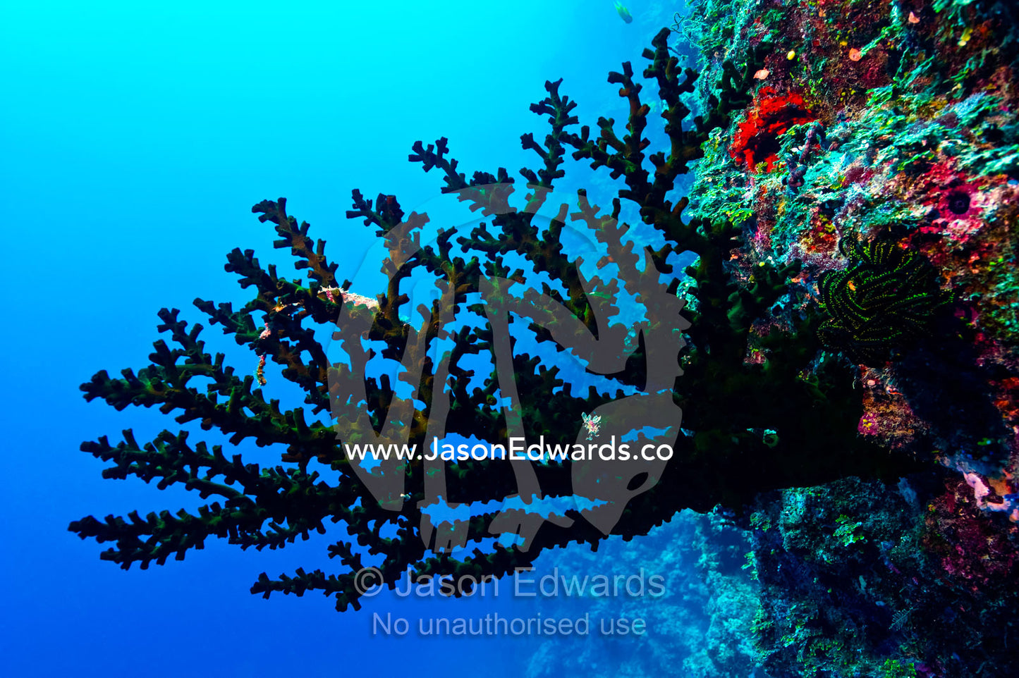 The delicate fingers of a flaming green Sea Fan a type of Gorgonian. Vuna Reef, Taveuni Island, Somosomo Strait, Pacific Ocean, Fiji Islands.