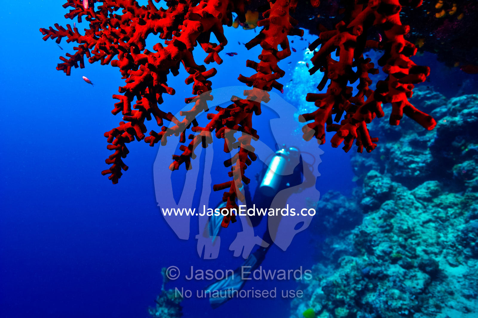 A scuba diver swims past a bright red Sea Fan on a coral reef wall. Vuna Reef, Taveuni Island, Somosomo Strait, Pacific Ocean, Fiji Islands.