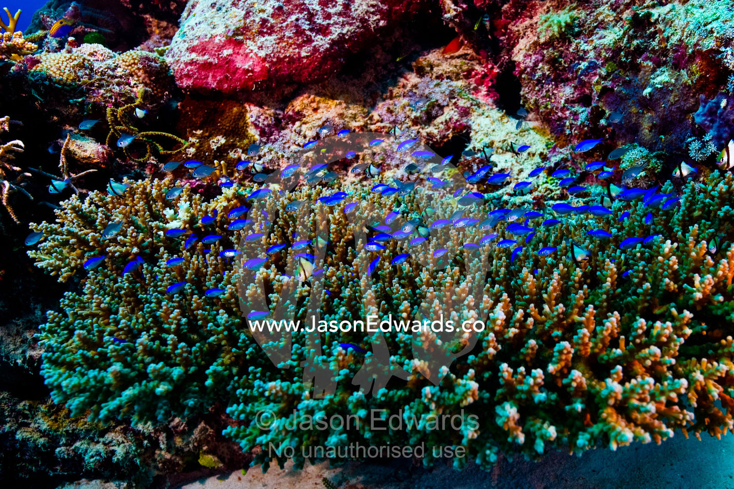 A nursery of Damselfish and Chromis shelter in a Staghorn coral. Vuna Reef, Taveuni Island, Somosomo Strait, Pacific Ocean, Fiji Islands.