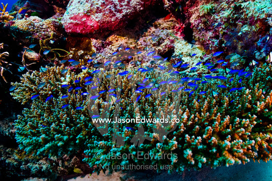 A nursery of Damselfish and Chromis shelter in a Staghorn coral. Vuna Reef, Taveuni Island, Somosomo Strait, Pacific Ocean, Fiji Islands.