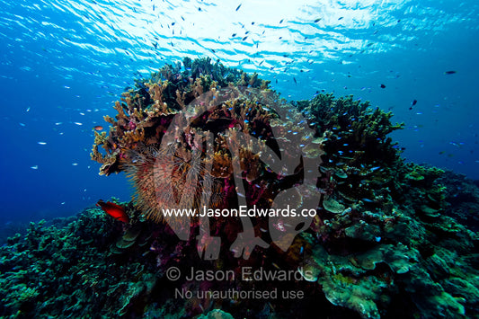 An enormous Crown-of-Thorns Starfish resting beneath a coral reef. Home Reef, Taveuni Island, Somosomo Strait, Pacific Ocean, Fiji Islands.