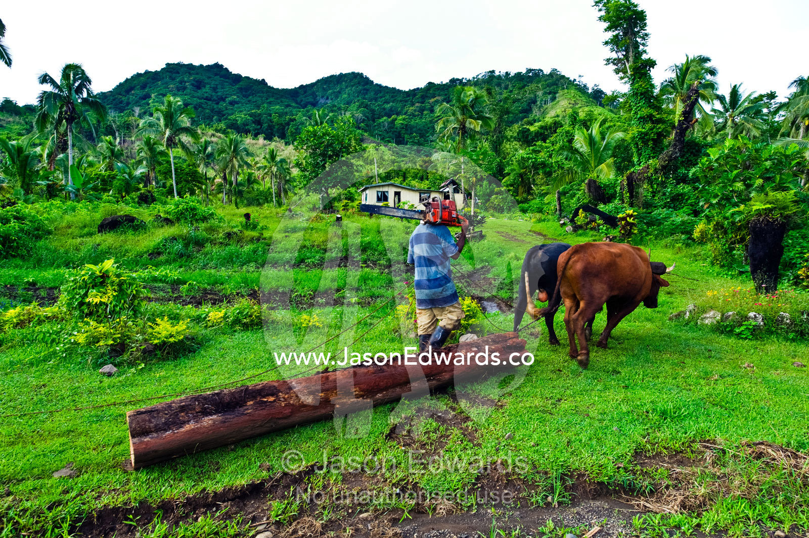 A farmer with a chainsaw uses bullocks to drag a tree he has cut down. Taveuni Island, Pacific Ocean, Fiji Islands.