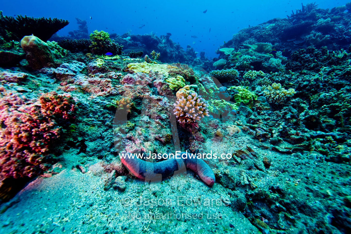 A Red and Black Sea Cucumber moving between coral outcrops on a reef. Home Reef, Taveuni Island, Somosomo Strait, Pacific Ocean, Fiji Islands.
