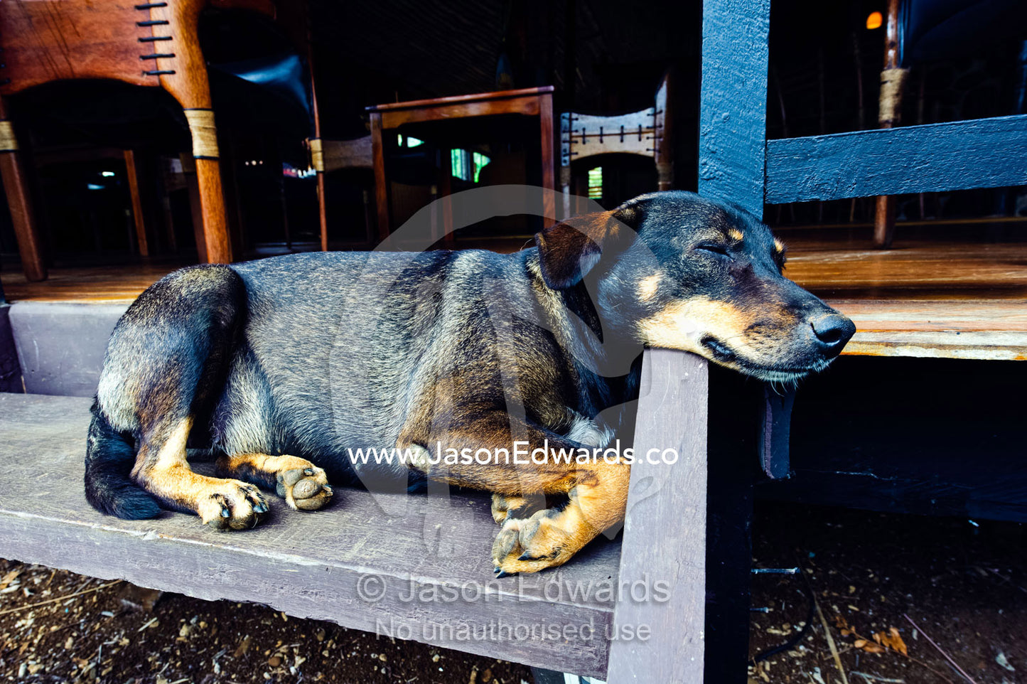 An old dog sleeping on the steps of a resort dining room. Taveuni Island, Pacific Ocean, Fiji Islands.