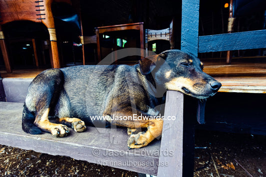 An old dog sleeping on the steps of a resort dining room. Taveuni Island, Pacific Ocean, Fiji Islands.