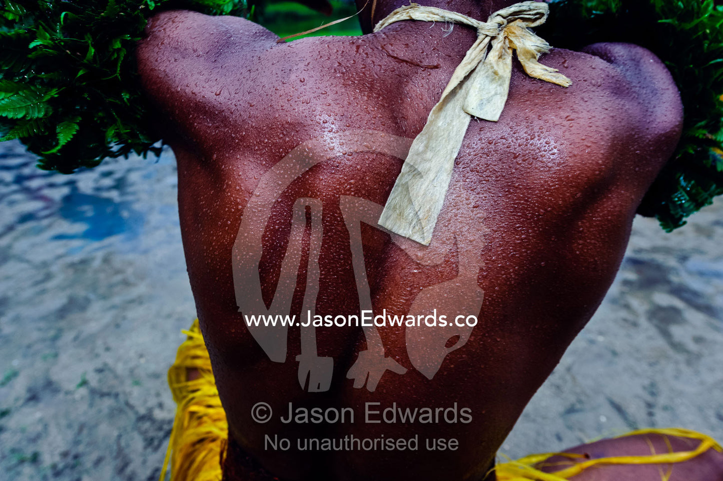 Beads of sweat glisten on the muscled back of a Meke dancer. Fiji Arts Village, Viti Levu Island, Pacific Ocean, Fiji Islands.