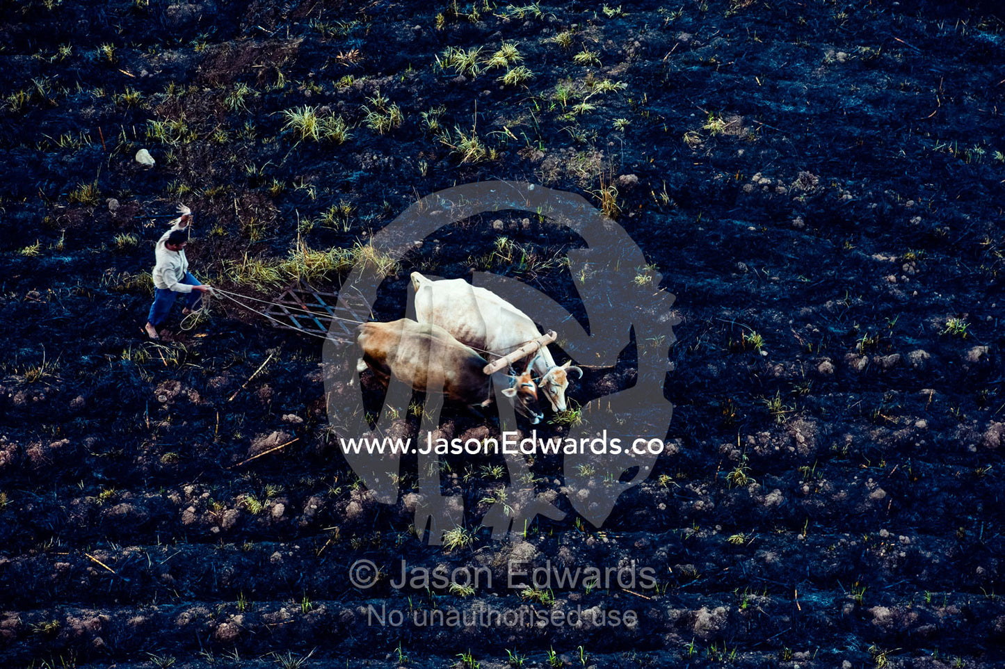 A farmer steers his bullocks over burned farmland with a plough. Viti Levu Island, Pacific Ocean, Fiji Islands.