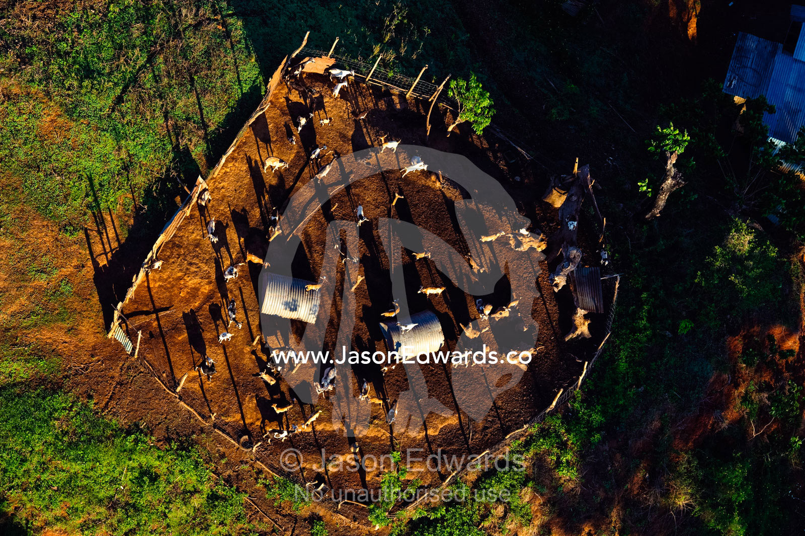 A herd of goats in a pen support a farming family with dairy and meat. Viti Levu Island, Pacific Ocean, Fiji Islands.