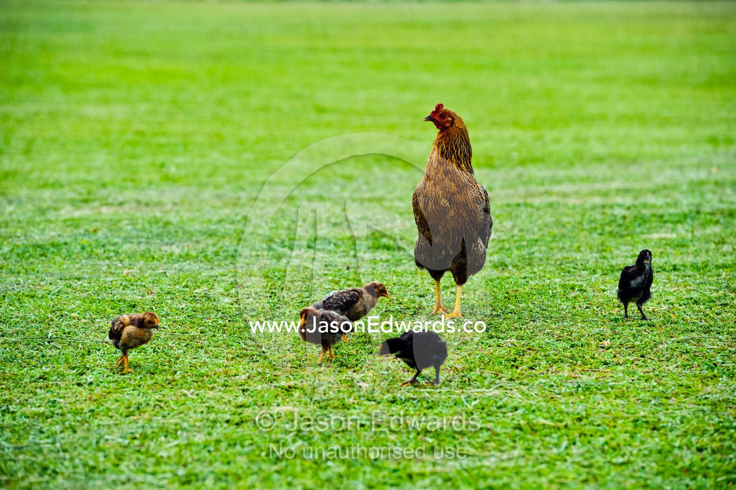 A chicken and her chicks foraging on a rugby field in a village. Tabiang Village, Rabi Island, Somosomo Strait, Pacific Ocean, Fiji Islands.