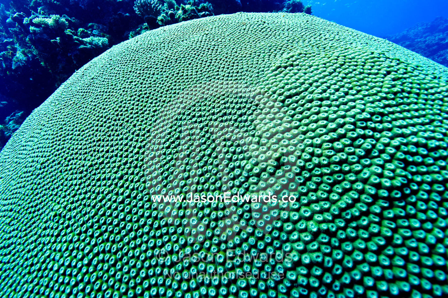 Countless hard coral polyps on the dome of a Knobby Coral on a reef. Kokod Point, Ringgold Atolls, Pacific Ocean, Fiji Islands.