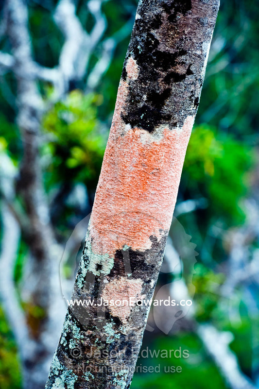 Bright orange lichens encrust the trunk of a tree on a caldera rim. Cobia Crater, Cobia Island, Ringgold Atolls, Pacific Ocean, Fiji Islands.