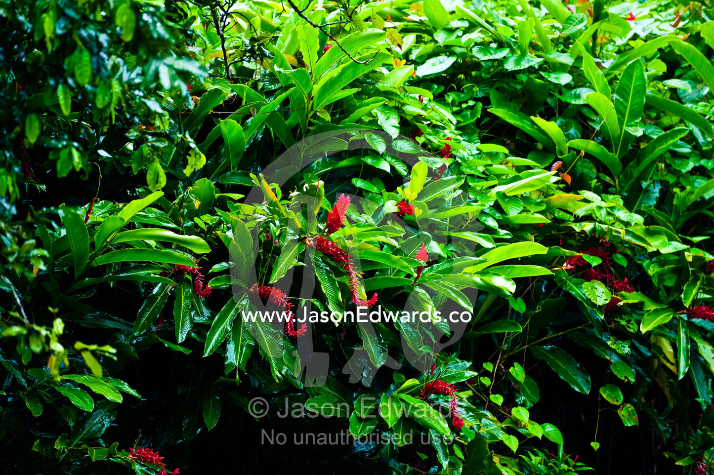 A lush wall of Red Ginger flowers also known as Shampoo Ginger. Bouma Falls, Bouma National Heritage Park, Taveuni Island, Pacific Ocean, Fiji Islands.