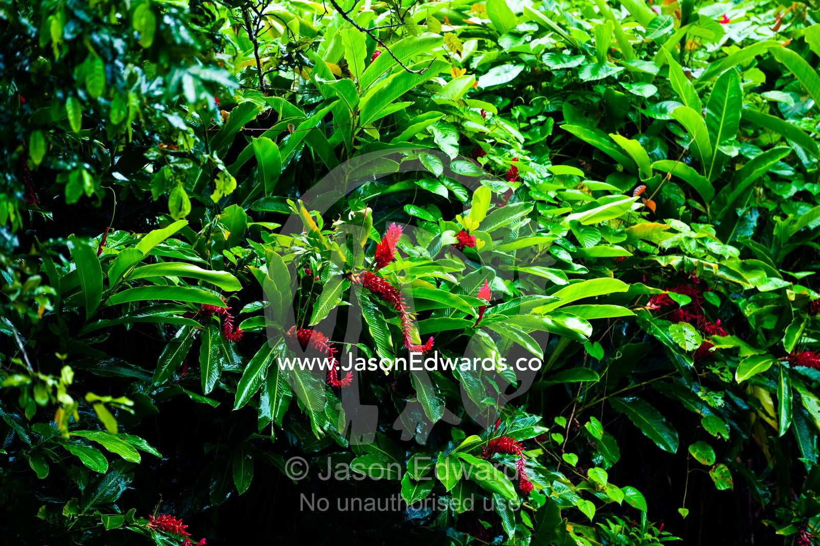 A lush wall of Red Ginger flowers also known as Shampoo Ginger. Bouma Falls, Bouma National Heritage Park, Taveuni Island, Pacific Ocean, Fiji Islands.