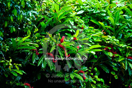 A lush wall of Red Ginger flowers also known as Shampoo Ginger. Bouma Falls, Bouma National Heritage Park, Taveuni Island, Pacific Ocean, Fiji Islands.