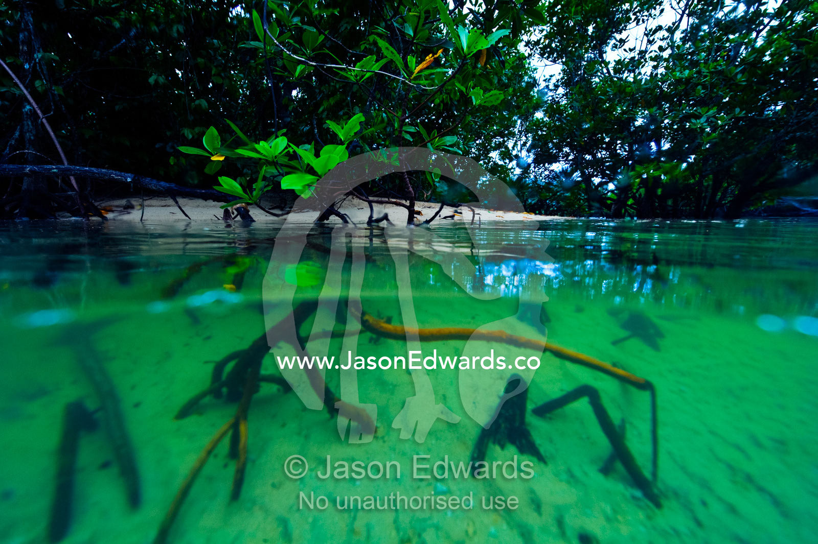 Mangrove forest tree roots sink into the sandy bottom at high tide. Qamea Island, Pacific Ocean, Fiji Islands.