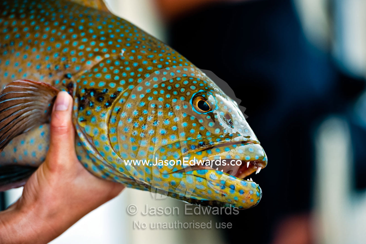 Iridescent blue spots on the scales of a sharp-toothed Coral Grouper. Cobia Island, Ringgold Atolls, Pacific Ocean, Fiji Islands.