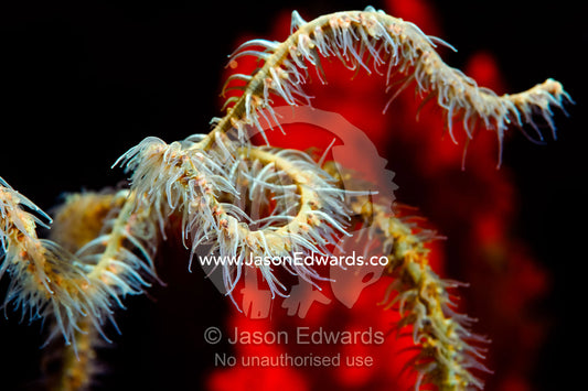 The delicate tendrils on the tentacles of a Sea Fan, a Gorgonian. Home Reef, Taveuni Island, Pacific Ocean, Fiji Islands.