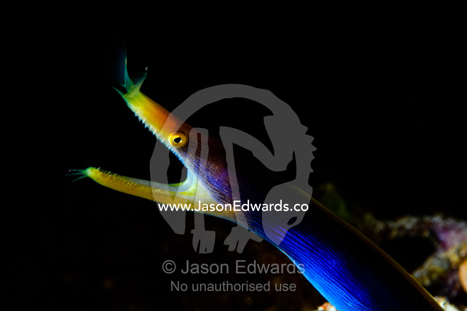 A Blue Ribbon Eel, Rhinomuraena quaesita, in its burrow below a reef. Home Reef, Taveuni Island, Pacific Ocean, Fiji Islands.