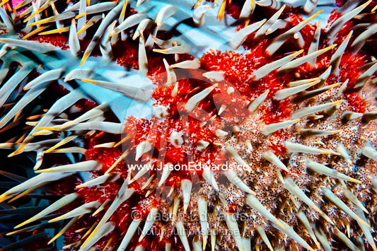 The sharp menacing defensive spines of a Crown-of-Thorns Starfish. Home Reef, Taveuni Island, Somosomo Strait, Pacific Ocean, Fiji Islands.