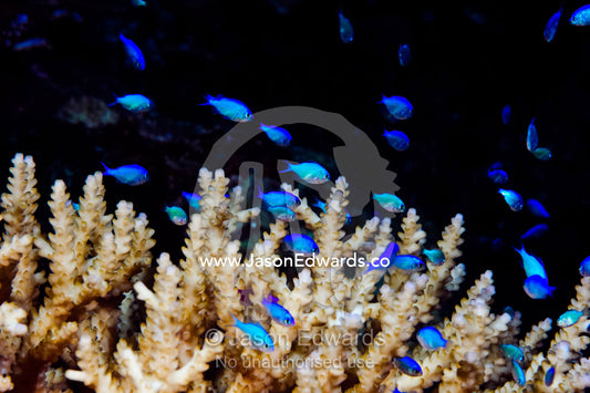 Juvenile Blue-green Chromis shelter in an Acropora coral for safety. Home Reef, Taveuni Island, Somosomo Strait, Pacific Ocean, Fiji Islands.