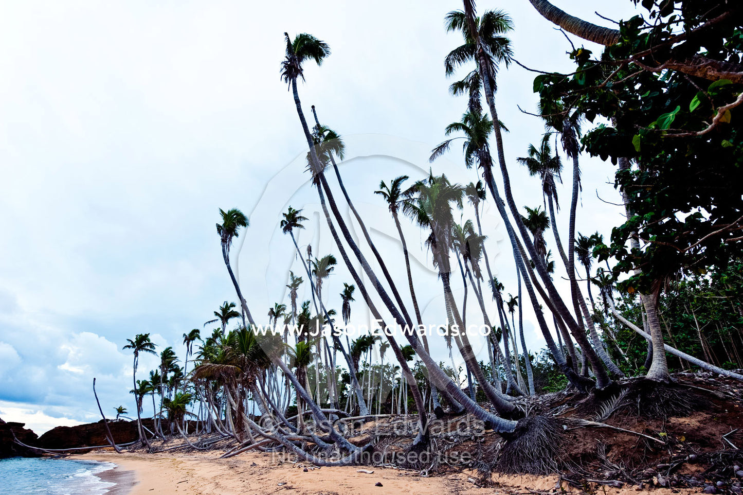 Palm trees destroyed by a cyclone line a tropical island beach. Cobia Crater, Cobia Island, Ringgold Atolls, Pacific Ocean, Fiji Islands.