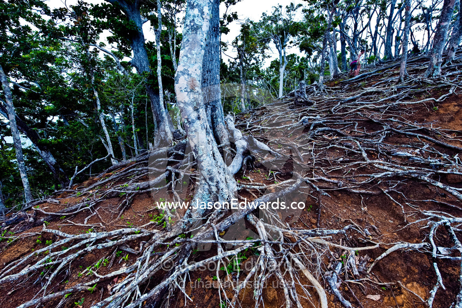 Erosion caused by feral goats and a cyclone exposes tree roots. Cobia Crater, Cobia Island, Ringgold Atolls, Pacific Ocean, Fiji Islands.