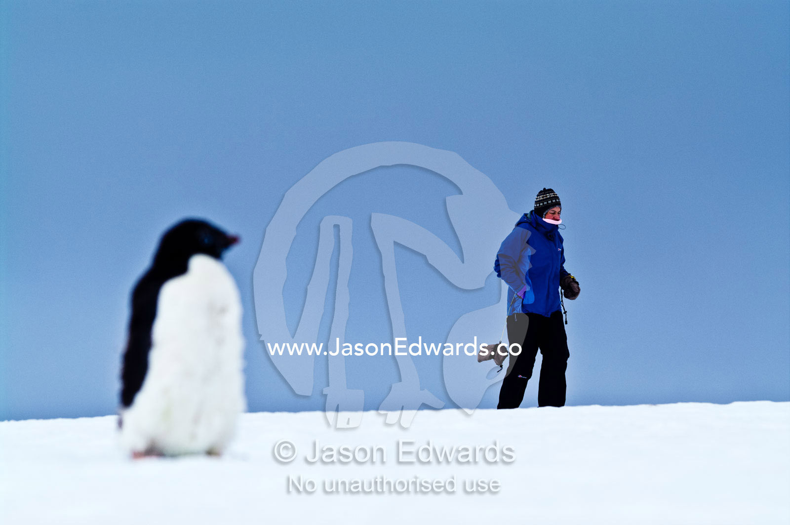 An Adelie Penguin watches a tourist hiking across a snowy ridge. Prospect Point, Crystal Sound, Antarctic Peninsula, Antarctic Circle, Antarctica.