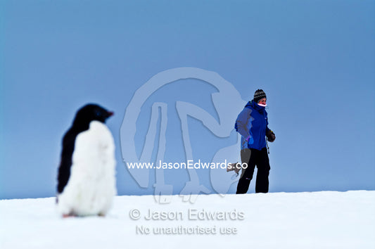 An Adelie Penguin watches a tourist hiking across a snowy ridge. Prospect Point, Crystal Sound, Antarctic Peninsula, Antarctic Circle, Antarctica.