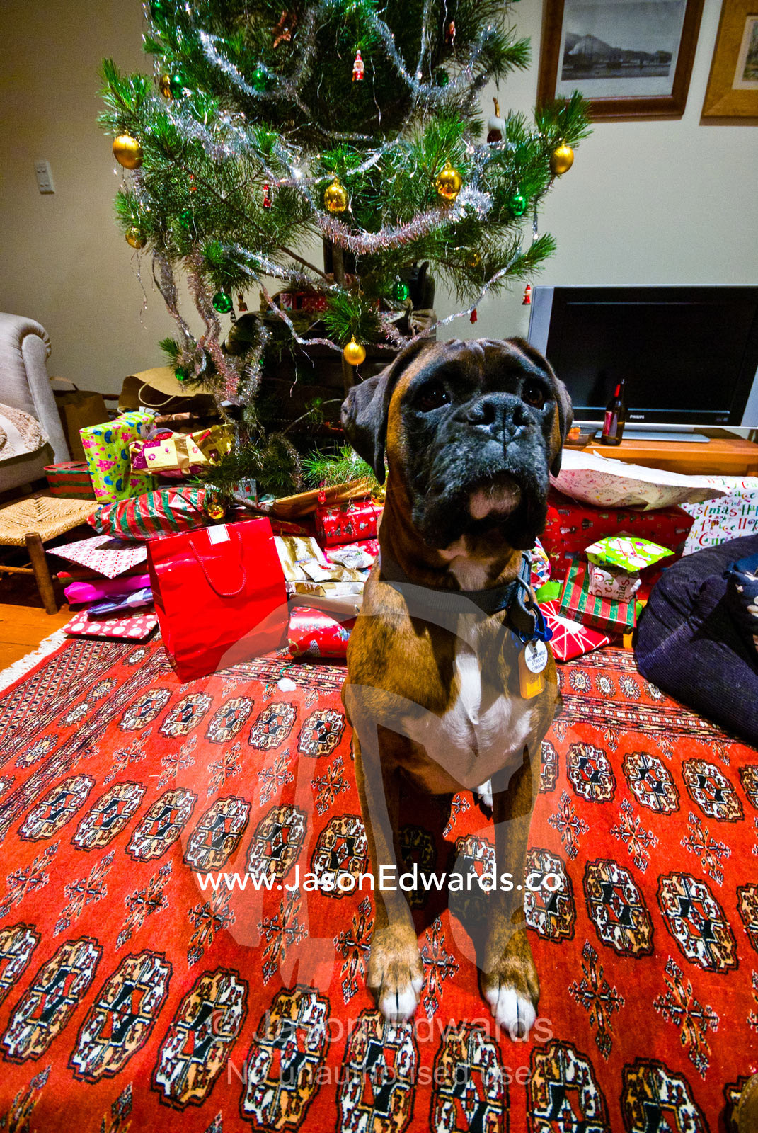 A family dog stands guard over gifts beneath a Christmas tree. Castlemaine, Victoria, Australia.