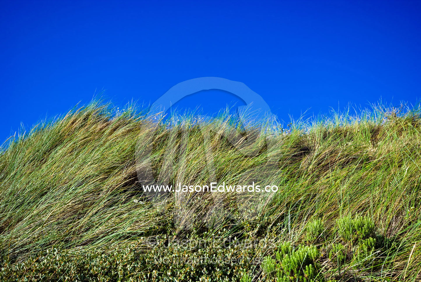 Winds buffet Marram Grass critical for stabilising coastal sand dunes. Cape Liptrap Coastal Park, Venus Bay, Bass Strait, South Gippsland, Victoria, Australia.
