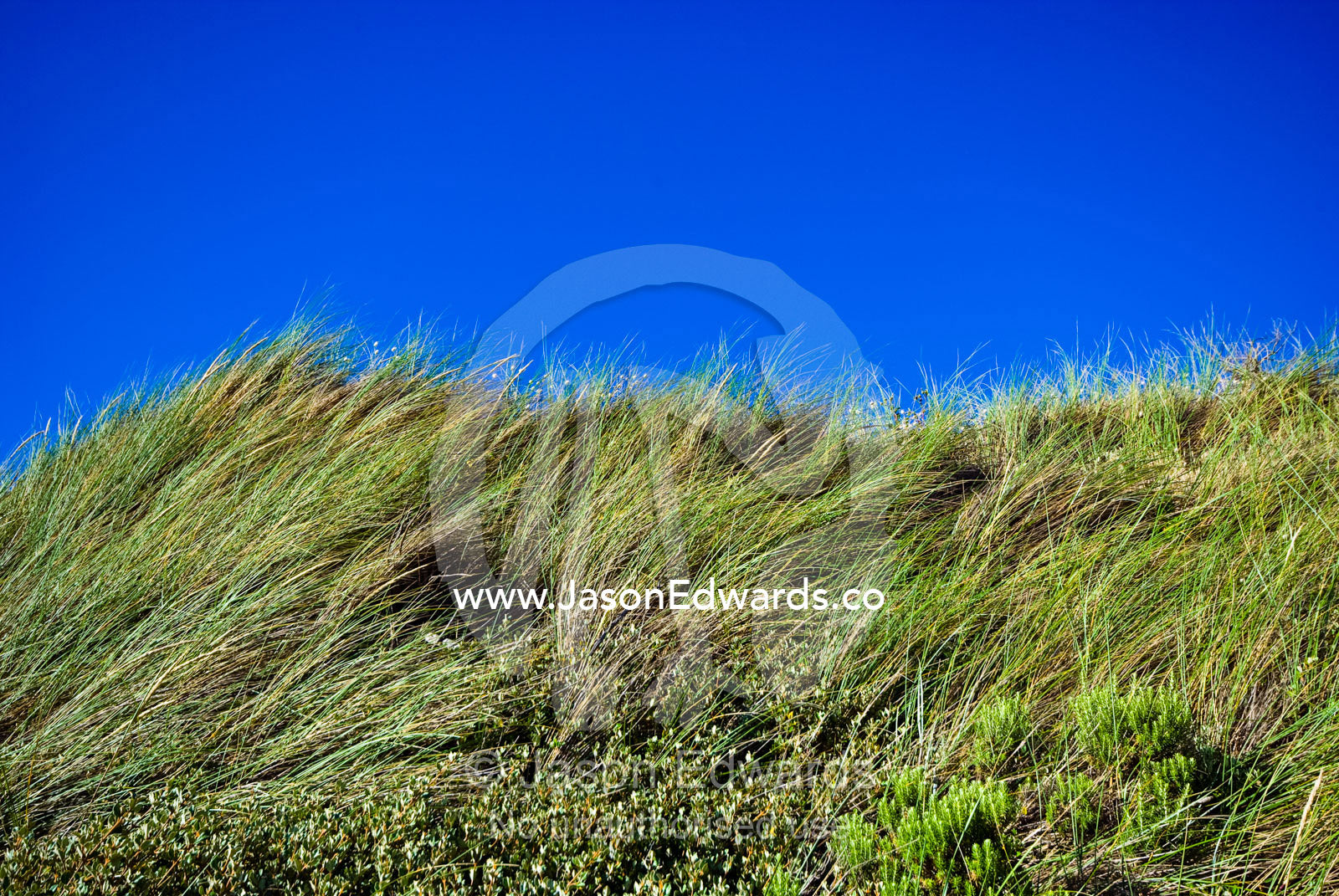 Winds buffet Marram Grass critical for stabilising coastal sand dunes. Cape Liptrap Coastal Park, Venus Bay, Bass Strait, South Gippsland, Victoria, Australia.