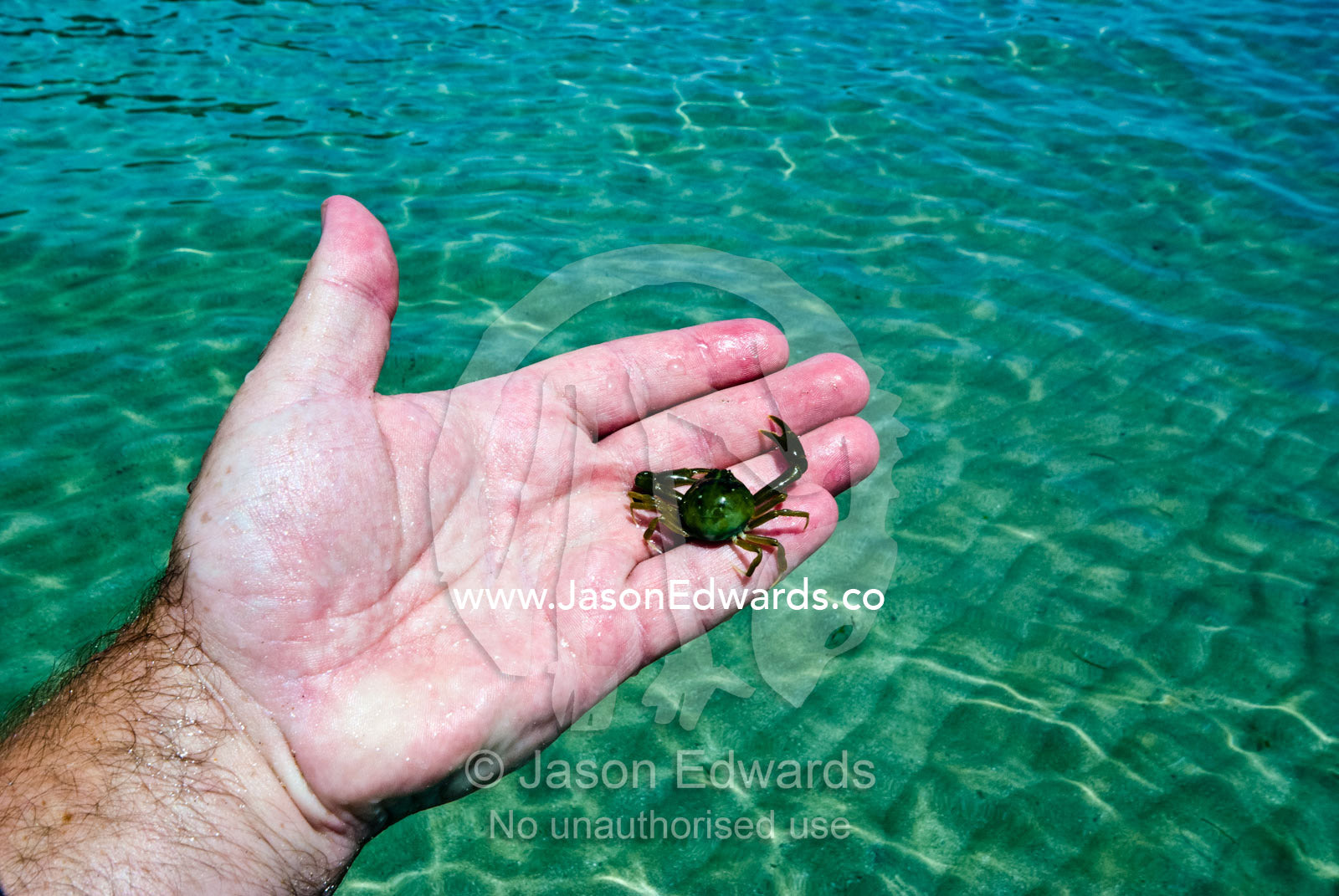 A man holds a small crab in his hand that he found in the shallows. Rye Beach, Melbourne, Victoria, Australia.