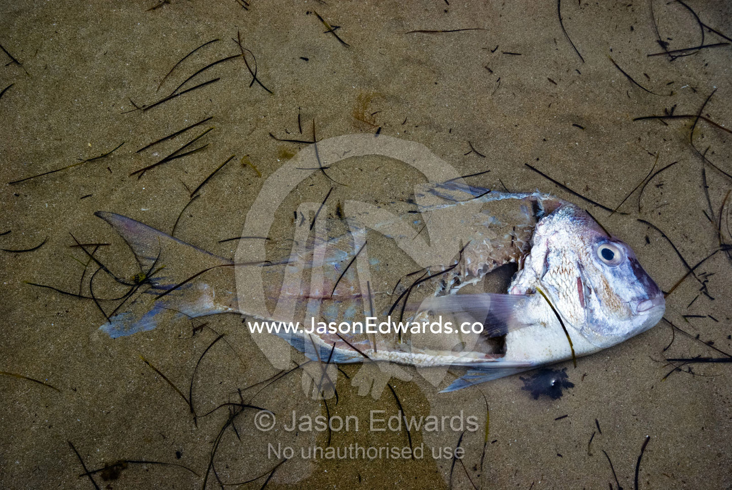 The remains of a dead filleted Snapper Fish in the sandy shallows. Rye Beach, Melbourne, Victoria, Australia.