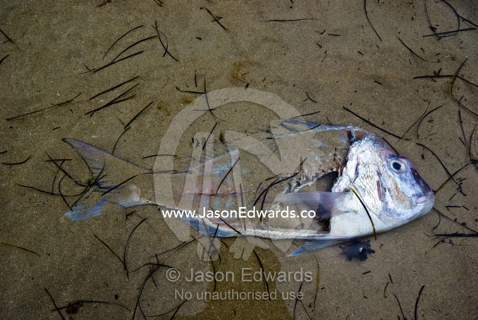 The remains of a dead filleted Snapper Fish in the sandy shallows. Rye Beach, Melbourne, Victoria, Australia.