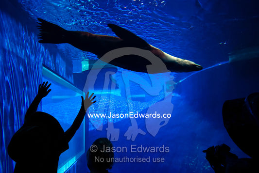 Children try to catch Australian Fur Seals swimming in an aquarium. Melbourne Zoo, Parkeville, Victoria, Australia.
