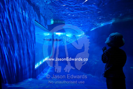 A child watches Australian Fur Seals swimming in an aquarium tank. Melbourne Zoo, Parkeville, Victoria, Australia.