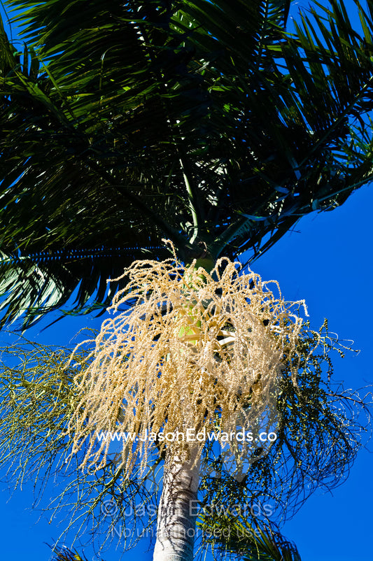 The clustered flowers of a Bangalow Palm hanging beneath the fronds. Witta, Sunshine Coast, Brisbane, Queensland, Australia.