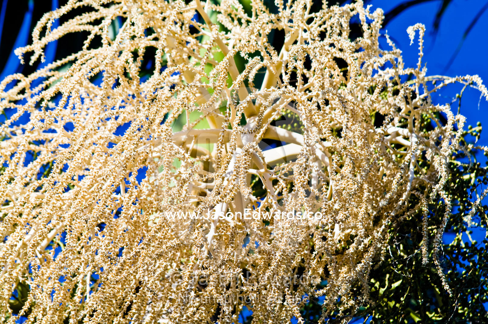The clustered flowers of a Bangalow Palm hanging beneath the fronds. Witta, Sunshine Coast, Brisbane, Queensland, Australia.